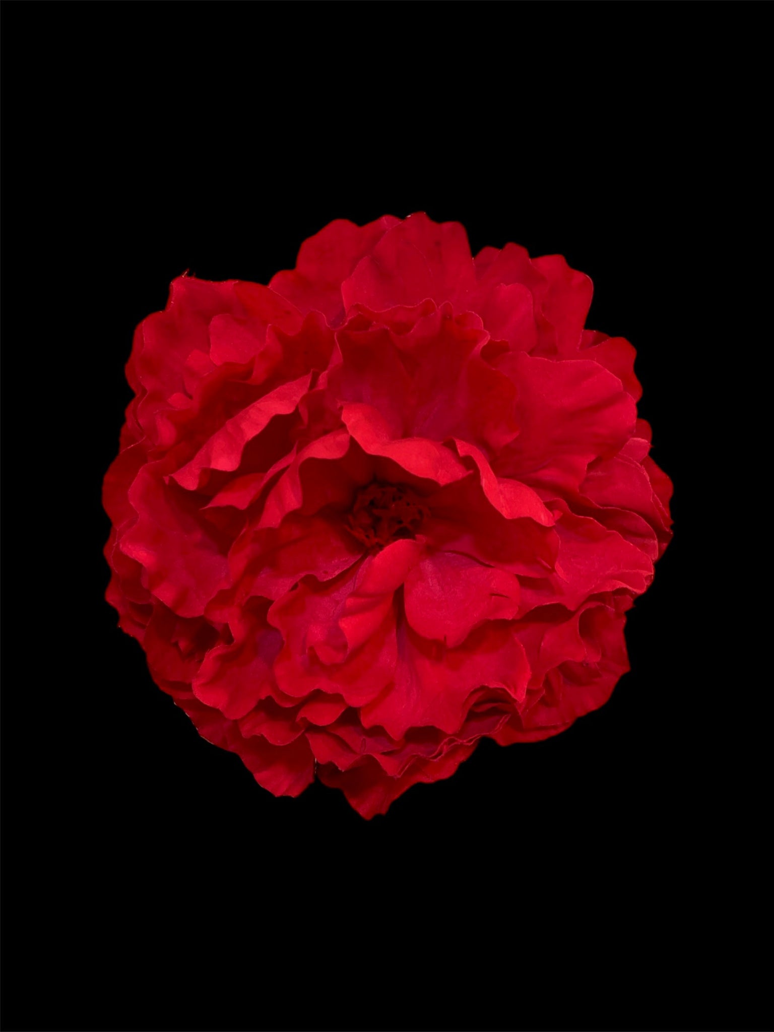Peonía Roja